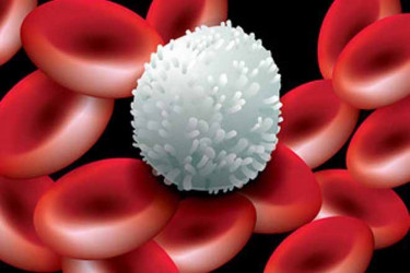 Анализ крови: что значат повышенные лейкоциты? фото